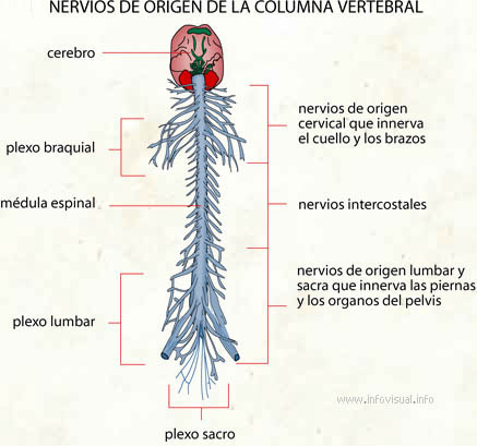 Nervios de origen de la columna vertebral (Diccionario visual)